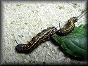 Gulf Fritillary Caterpillar