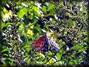 Gulf Fritillary Butterfly