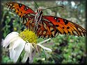 Gulf Fritillary Butterfly