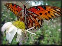 Gulf Fritillary Butterfly