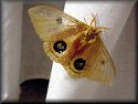 Io Moth