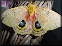 Io Moth