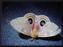 Io Moth