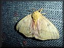 Io Moth