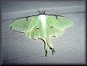 Luna Moth