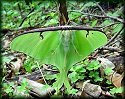 Luna Moth