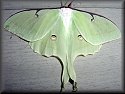 Luna Moth