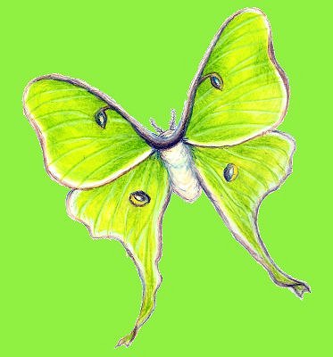 Luna Moth