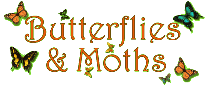 To a poet butterflies and moths are like flying flowers.