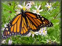 Monarch Butterfly