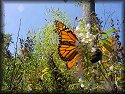 Monarch Butterfly