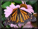 Monarch Butterfly