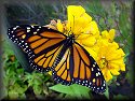 Monarch Butterfly