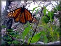 Monarch Butterfly