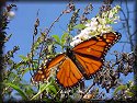 Monarch Butterfly