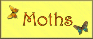 Click to See Moth Pictures
