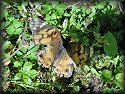 Painted Lady Butterfly