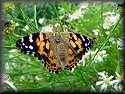 Painted Lady Butterfly