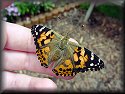 Painted Lady Butterfly