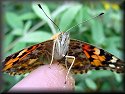 Painted Lady Butterfly