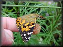 Painted Lady Butterfly