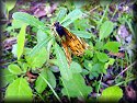 Painted Lady Butterfly