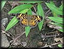 Pearl Crescent Butterfly