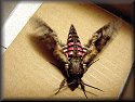 Pink-spotted Hawkmoth Moth