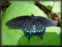 Pipevine Swallowtail