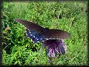 Pipevine Swallowtail