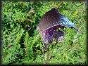 Pipevine Swallowtail