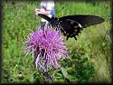 Pipevine Swallowtail