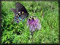 Pipevine Swallowtail