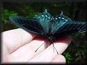 Pipevine Swallowtail