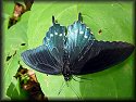 Pipevine Swallowtail