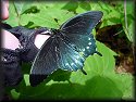 Pipevine Swallowtail