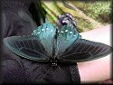 Pipevine Swallowtail