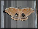 Polyphemus Moth