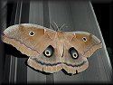 Polyphemus Moth