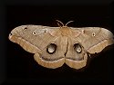 Polyphemus Moth