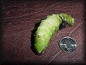 Polyphemus Moth Caterpillar