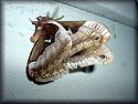 Promethea Moth