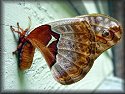 Promethea Moth