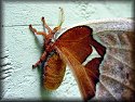 Promethea Moth