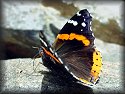 Red Admiral Butterfly