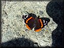 Red Admiral Butterfly