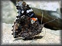 Red Admiral Butterfly