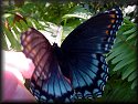 Red-spotted Purple Butterfly