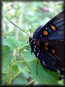 Red-spotted Purple Butterfly