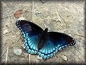 Red-spotted Purple Butterfly